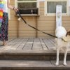 Un cane bianco con macchie marroni al guinzaglio su una terrazza in legno vicino a una persona.
