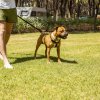 Un cane marrone al guinzaglio su un prato, guidato da una persona in pantaloncini verdi.