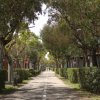 Viale alberato con case ai lati.