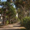 Viale alberato con cespugli ai lati.