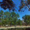 Campo sportivo circondato da alberi verdi e recinzione.
