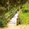Un ponte di legno attraverso un sentiero verde tra gli alberi.