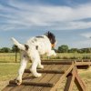 Un cane bianco e nero cammina su una passerella di legno in un campo.