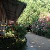 Veranda ombreggiata vicino a cespugli fioriti.