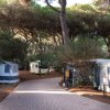 Stradina con roulotte tra alberi alti in un campeggio.