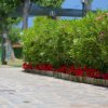 Un vialetto pavimentato costeggiato da arbusti verdi e fiori rossi.
