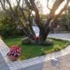 Albero circondato da fiori in vaso lungo un vialetto pavimentato.