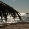 Spiaggia con palma e mare scintillante.