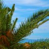 Foglie di palma verde con frutti arancioni e cielo azzurro sullo sfondo.