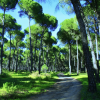 Una pineta con un sentiero sterrato e alberi alti sotto un cielo blu.