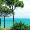 Alberi di pino e vista sul mare turchese sotto un cielo azzurro.