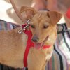 Cane marrone chiaro con pettorina rossa.