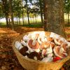 Un cesto pieno di funghi freschi ai piedi di un albero in un bosco.