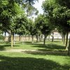 Alberi in un parco verde.